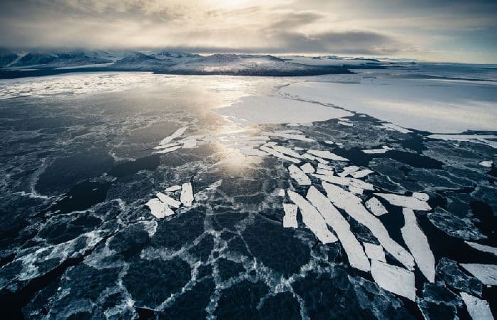 Растения Антарктиды &ndash; растительность и лишайники списком