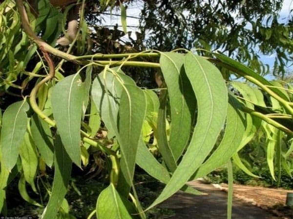 Растения Австралии &ndash; растительный мир и эндемики