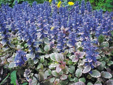 Растения Евразии – эндемики растительного мира списком