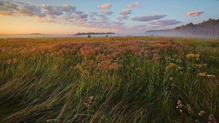 Растения и их группы в таблице (2 класс, окружающий мир)