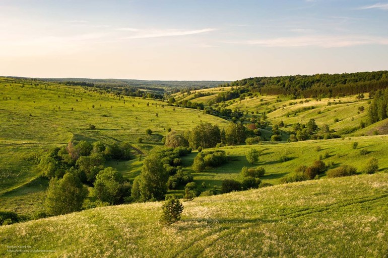Растения и животные умеренного пояса &mdash; характеристика, особенности и условия жизни