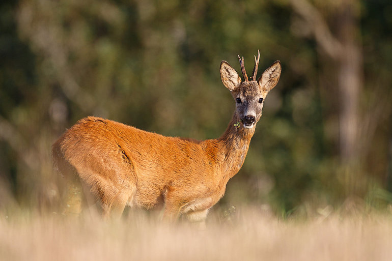 Растения и животные умеренного пояса &mdash; характеристика, особенности и условия жизни