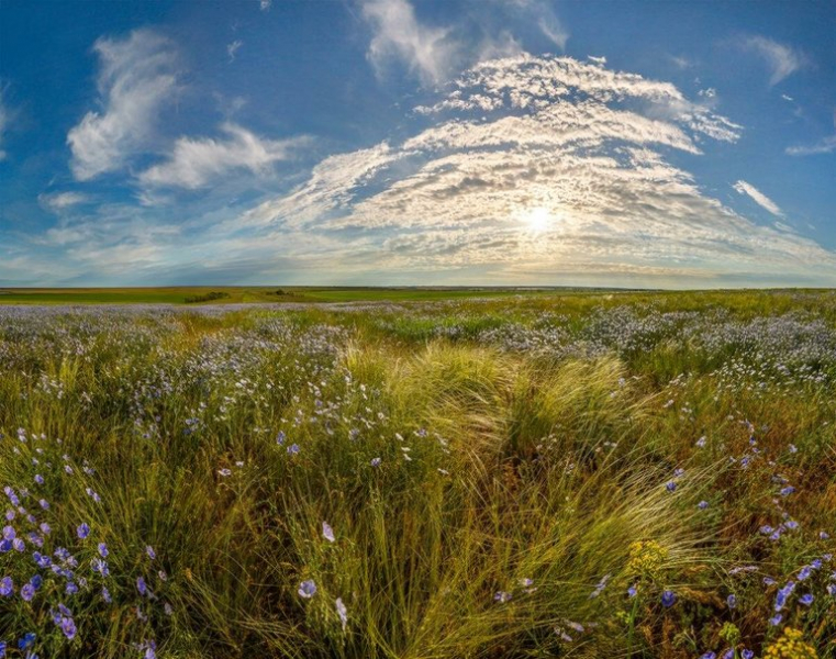 Растения и животные умеренного пояса &mdash; характеристика, особенности и условия жизни