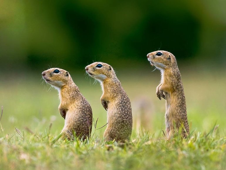 Растения и животные умеренного пояса &mdash; характеристика, особенности и условия жизни