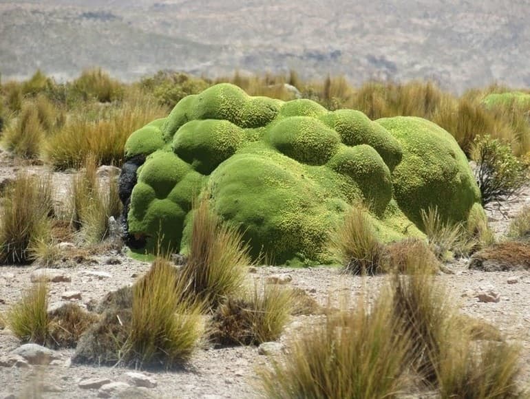 Растения Южной Америки — описание, особенности климата и представителей растительного мира