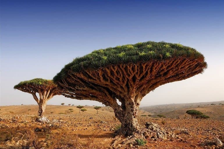 Растения Южной Америки — описание, особенности климата и представителей растительного мира