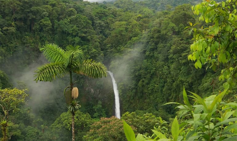 Растения Южной Америки — описание, особенности климата и представителей растительного мира