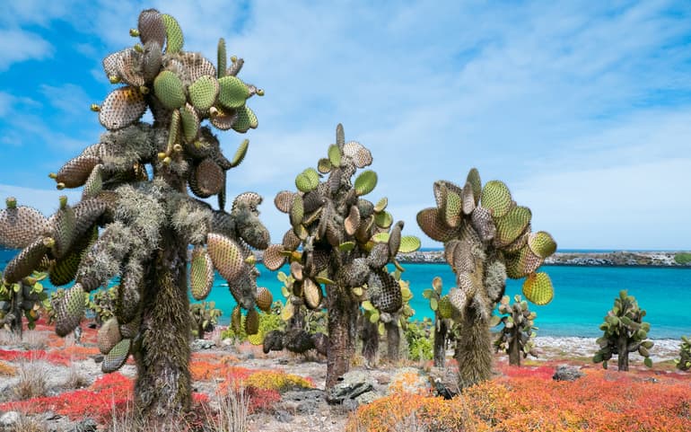 Растения Южной Америки — описание, особенности климата и представителей растительного мира