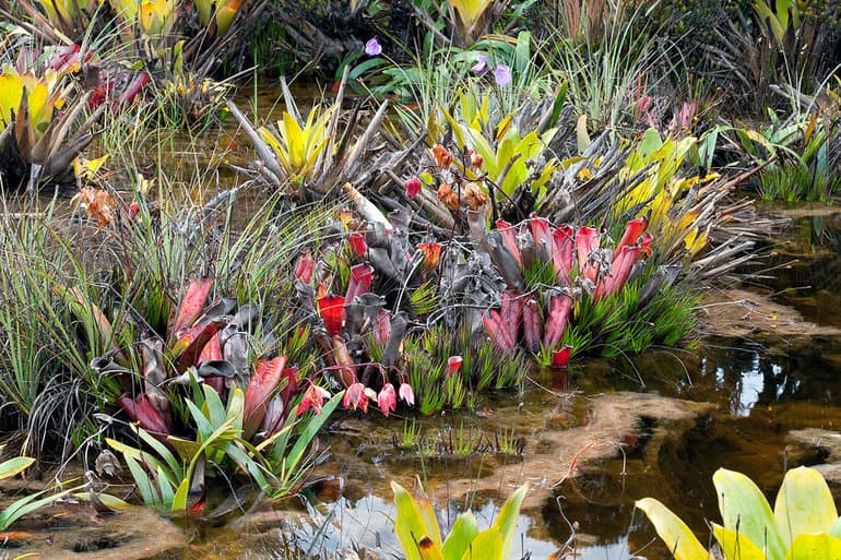 Растения Южной Америки — описание, особенности климата и представителей растительного мира