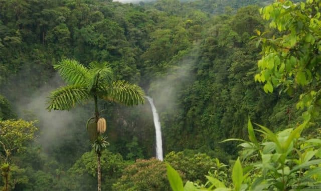 Растения Южной Америки &ndash; растительный мир саванн, особенности эндемиков