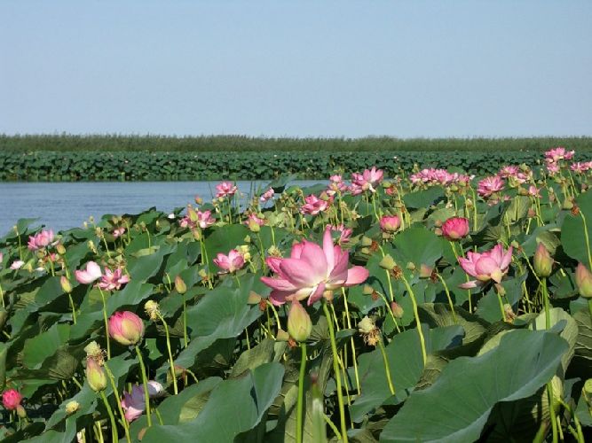 Растения Красной книги, 3 класс окружающий мир &ndash; доклад для рассказа на тему