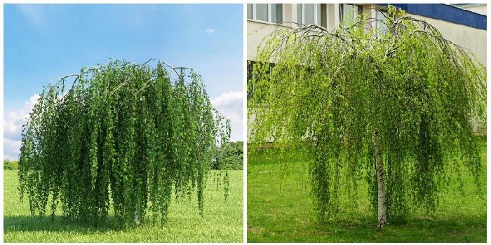 Растения Красной книги Московской области – растения занесенные в Красную книгу кратко для доклада детям (2 класс, окружающий мир)