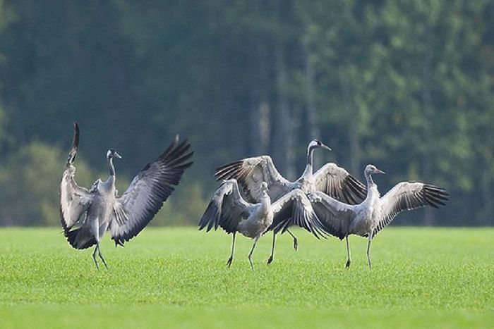 Растения Красной книги Московской области – растения занесенные в Красную книгу кратко для доклада детям (2 класс, окружающий мир)