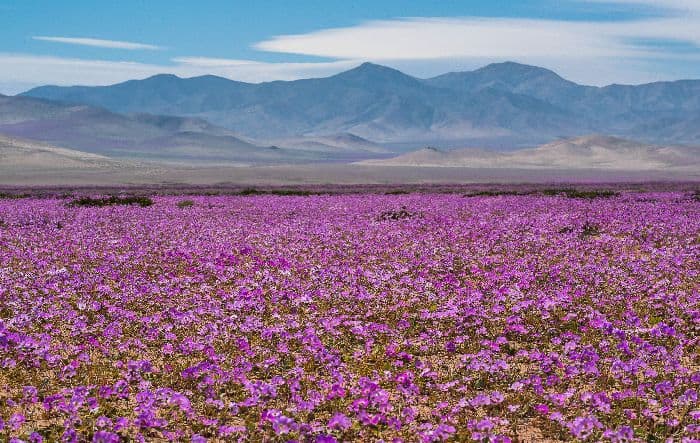 Растения пустыни – какие растут в этой зоне