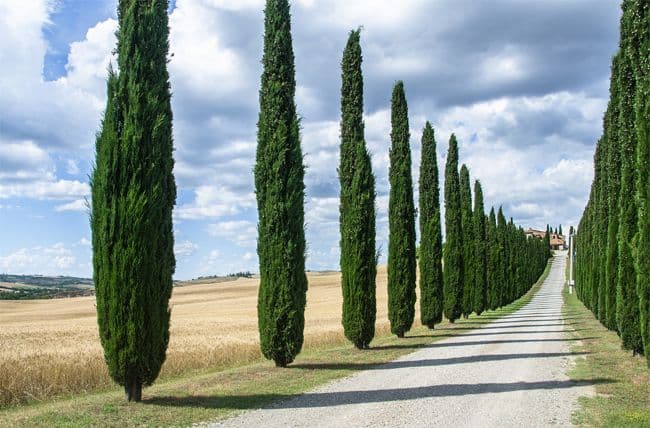 Растения Северной Америки &ndash; эндемики и список