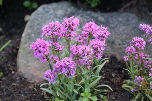 Растения Северной Америки &ndash; эндемики и список