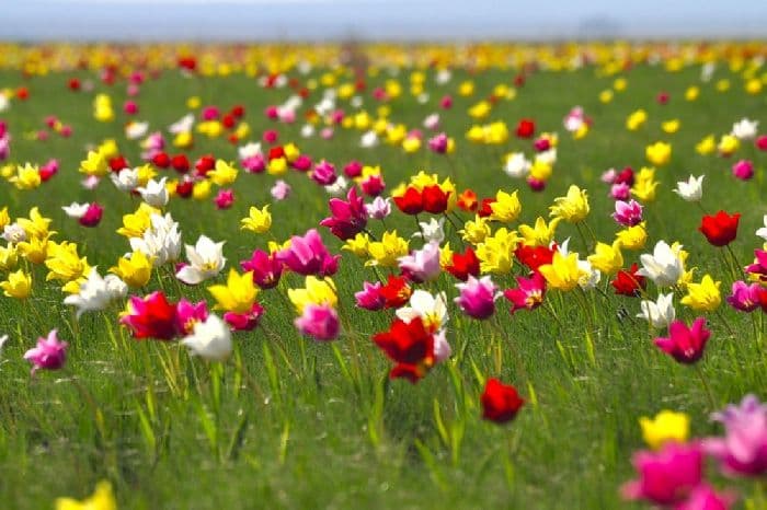 Растения степи (4 класс, окружающий мир)