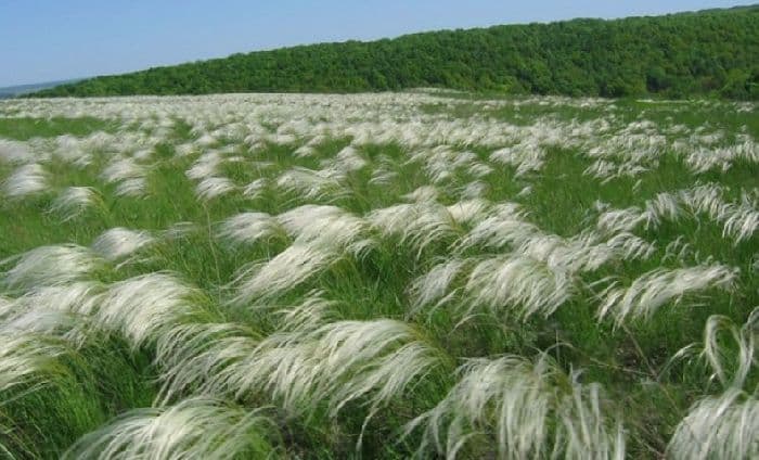 Растения степи (4 класс, окружающий мир)