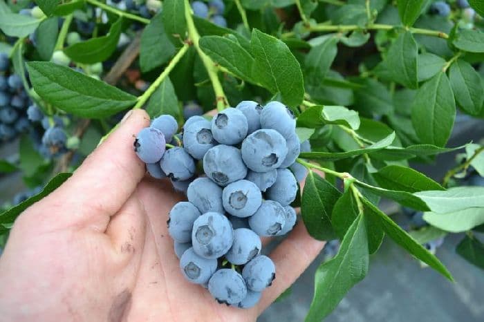 Растения тайги &ndash; питомника редких хвойных растений (окружающий мир, 4 класс)