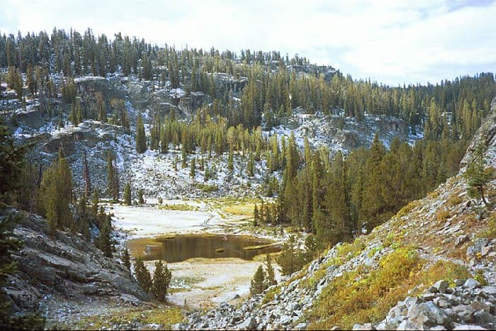 Растения тайги &ndash; питомника редких хвойных растений (окружающий мир, 4 класс)