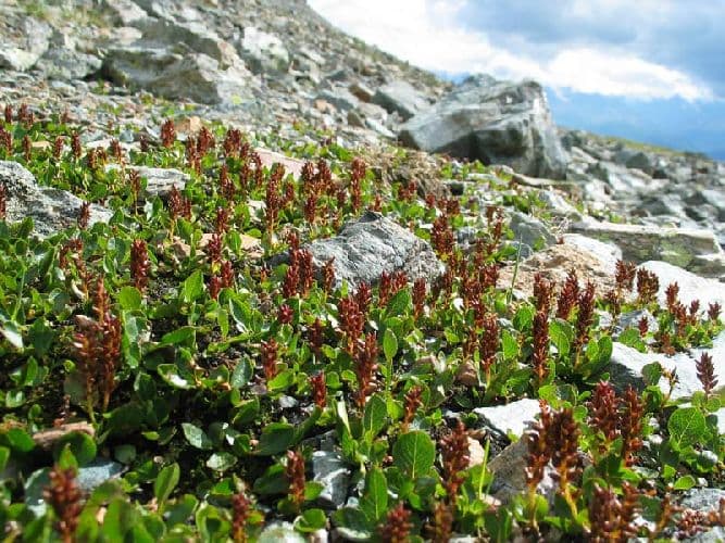 Растения тундры (4 класс) – растительный мир зоны, список с описанием для сообщения