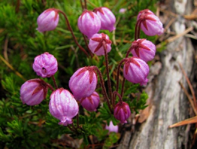 Растения тундры (4 класс) – растительный мир зоны, список с описанием для сообщения