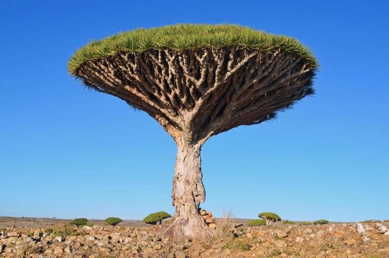 Растительный мир Австралии — описание, особенности и список представителей