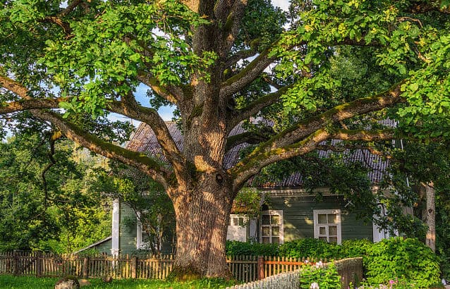 «Растёт» или «ростёт», как правильно пишется?