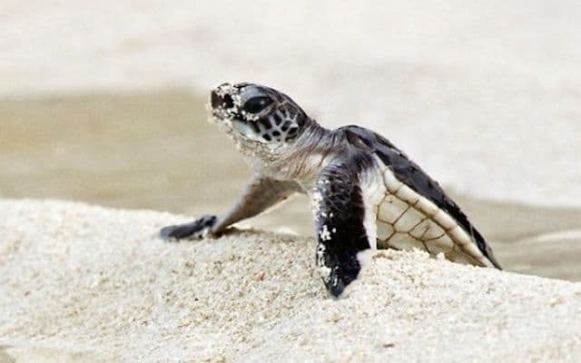 Размножение и развитие животных (3 класс, окружающий мир)