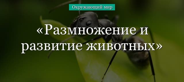 Размножение и развитие животных (3 класс, окружающий мир)