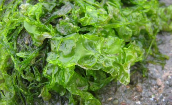 Разнообразие растений (3 класс окружающий мир) – таблица