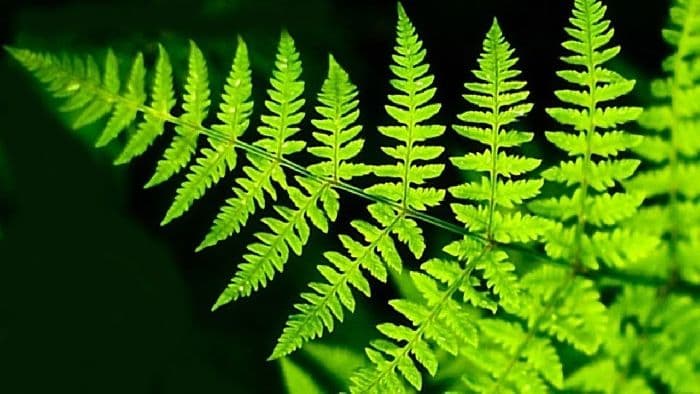 Разнообразие растений (3 класс окружающий мир) – таблица