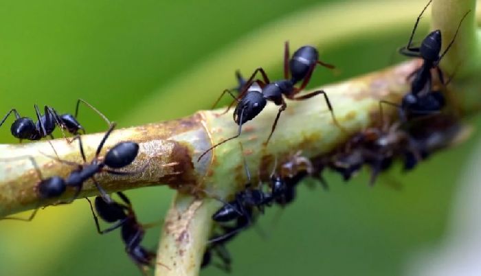 Разнообразие веществ &ndash; кратко описание (3 класс, окружающий мир)