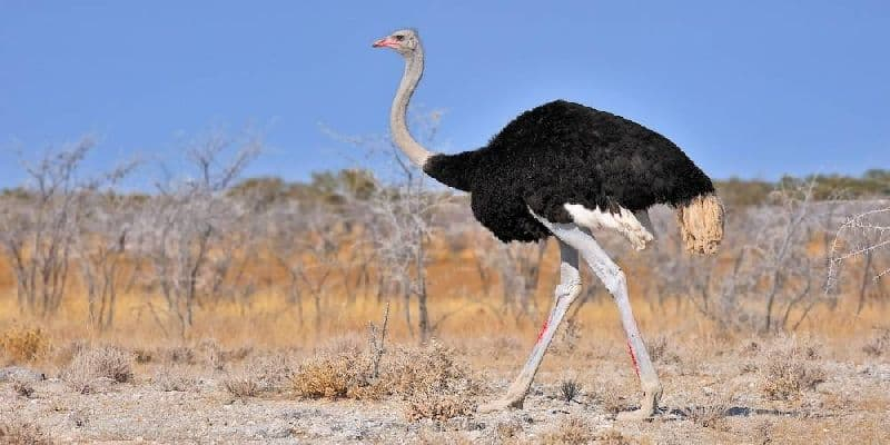 Разнообразие животных (3 класс, окружающий мир) &ndash; формы животного мира