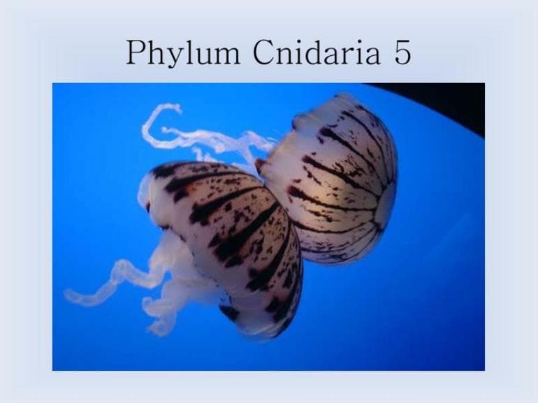 Реактивное движение — определение в физике, история открытия, суть, формула