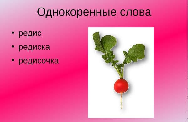 РЕДИСКА — проверочное слово к буквам «С» и «Е»