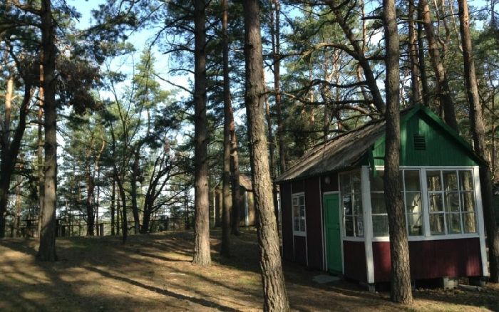 Роль леса в природе и жизни людей &ndash; значение леса для доклада кратко (3-4 класс, окружающий мир)