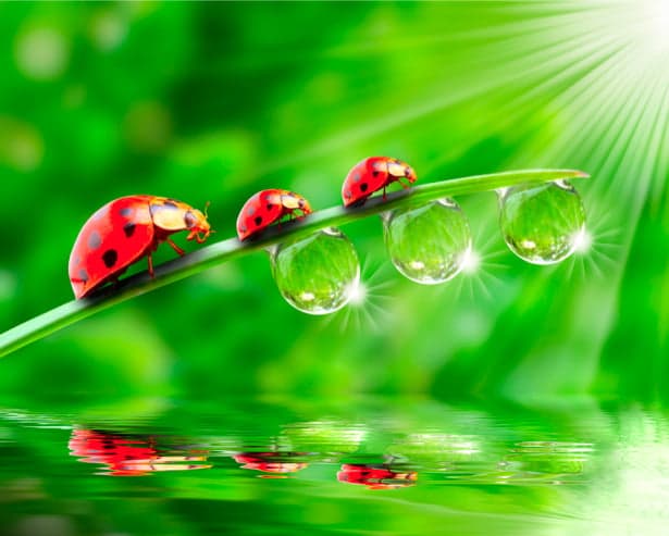 &laquo;РОСА&raquo; &mdash; проверочное слово к букве &laquo;О&raquo;