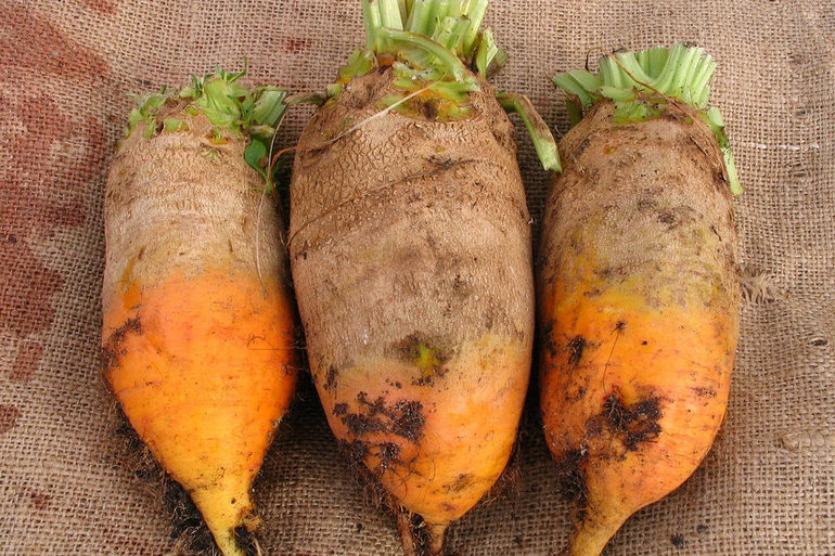 Сахарная свекла &mdash; описание, особенности выращивания и применения