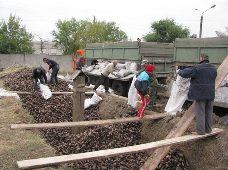 Сахарная свекла &mdash; описание, особенности выращивания и применения