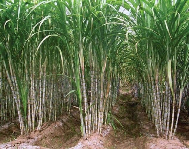 Сахароза &ndash; формула и состав молекулы, структурная кристаллическая решетка