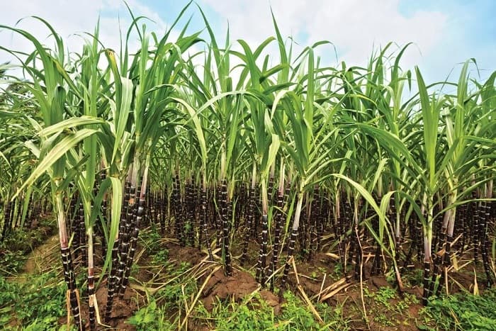 Сахароза — формула, строение и свойства