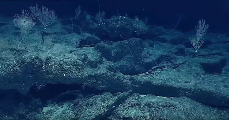 Самая глубокая впадина — Марианский желоб, его географическое положение и глубоководные обитатели