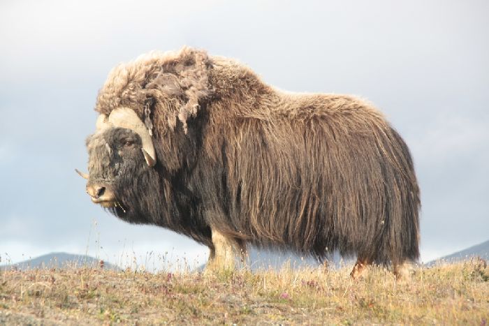 Самые известные заповедники России &ndash; кратко для доклада или сообщения информация на тему (4-5 класс)