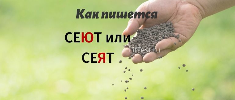 «Сеят» или «сеют», как правильно