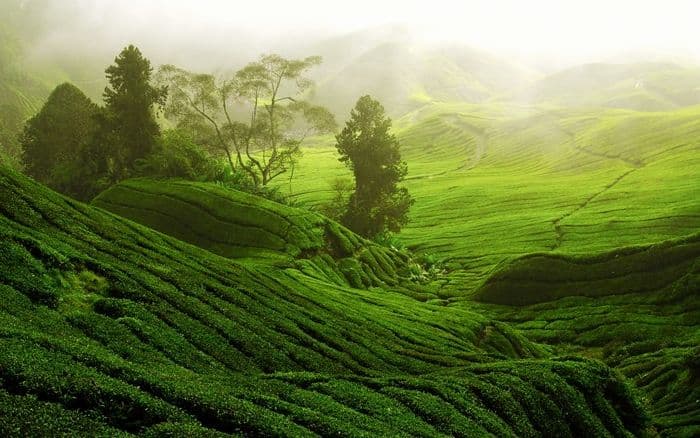 Сельское хозяйство (11 класс, география) &ndash; рыболовство и животноводство в промышленности