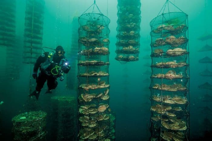 Сельское хозяйство Японии кратко