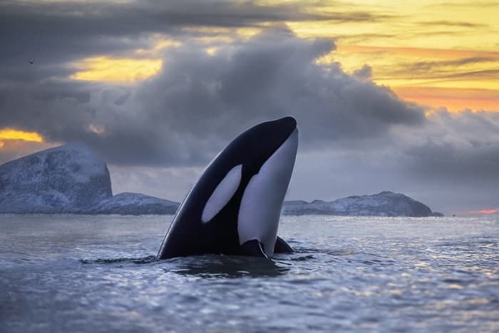 Северное море — где находится, главные порты и страны