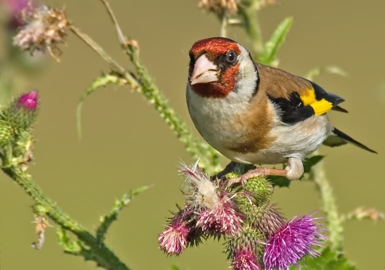 Щегол &mdash; описание птицы, интересные факты и фото