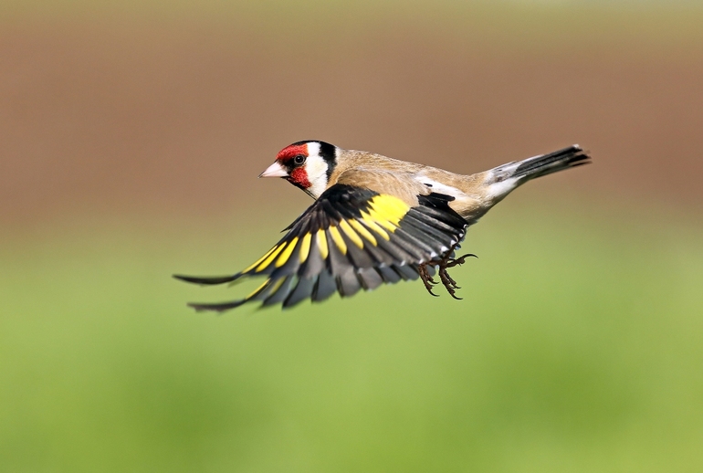 Щегол &mdash; описание птицы, интересные факты и фото